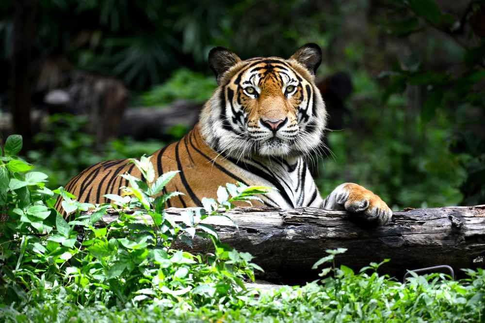 De Tijger een van de heilige dieren in India